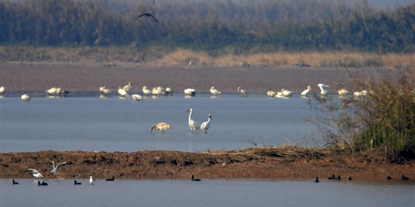 Озеро Поянху в провинции Цзянси стало домом для сотни пернатых