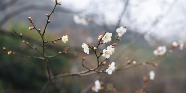 В Ханчжоу настала пора цветения сливы