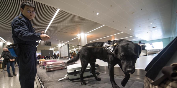 Служебные собаки обеспечивают безопасность в дни "Чуньюнь-2020"