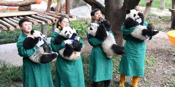 Детеныши большой панды поздравили туристов с наступающим праздником Весны