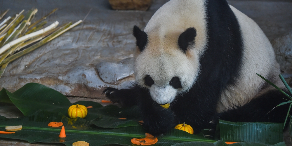 Панда из зоопарка Хайкоу встречает праздник Весны