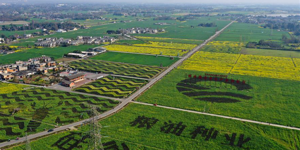Рапсовые поля на Чэндуской равнине в провинции Сычуань