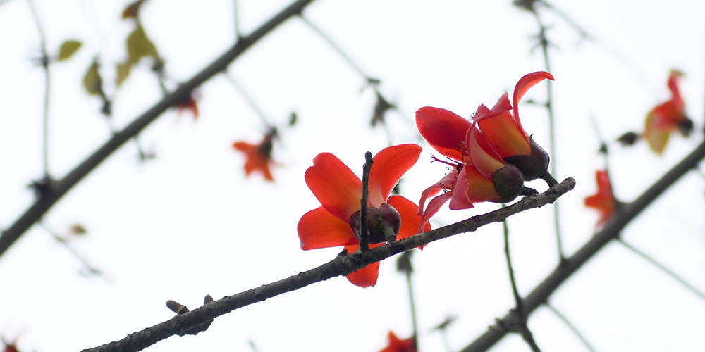 Весна на юге Гуандуна