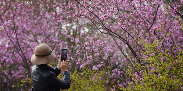 Сианьский парк Синцингун в весеннем цвету