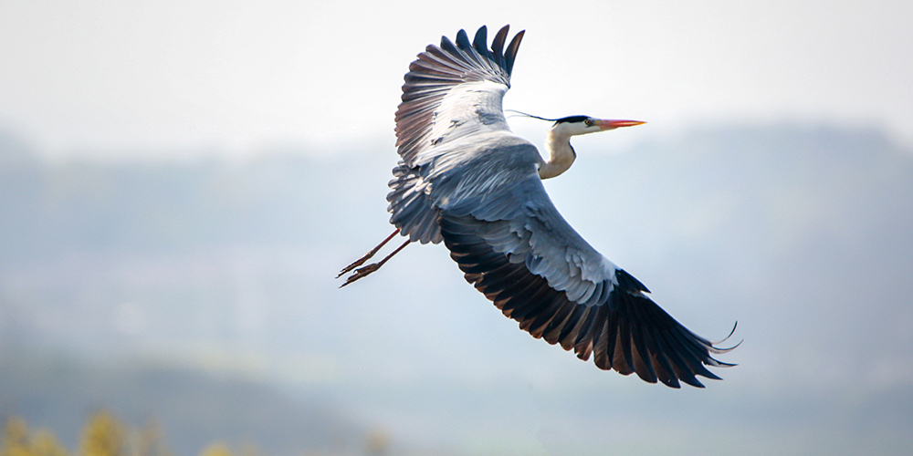 Озеро Поянху встречает перелетных птиц летнего сезона