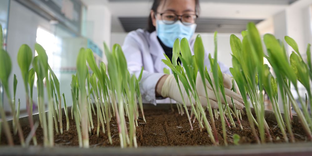 Селекционное предприятие Шэньяна производит семена для весеннего сева
