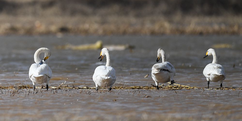 Река Хуанхэ встречает перелетных птиц