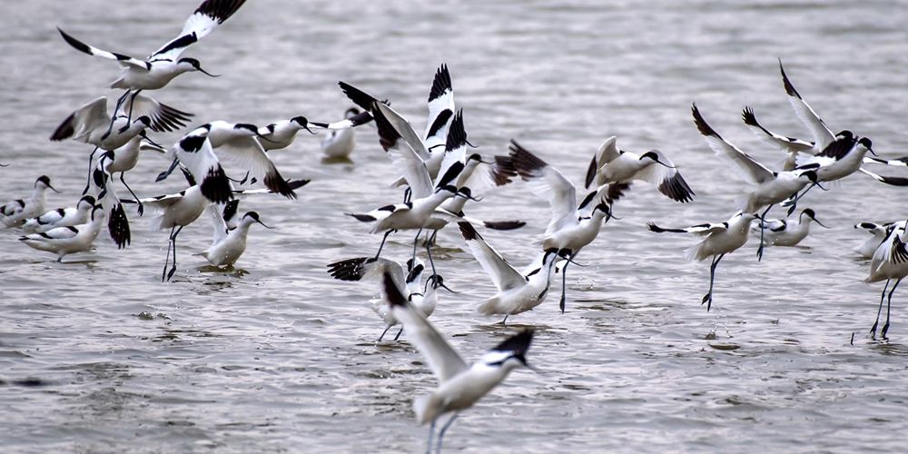 Перелетные птицы на юньчэнских соляных озерах