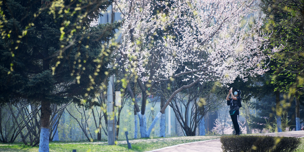 В китайском "ледяном городе" распускаются весенние цветы