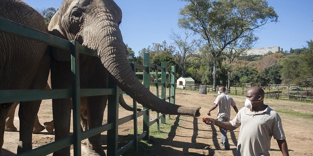 Зоопарк Йоханнесбурга в ЮАР все еще закрыт