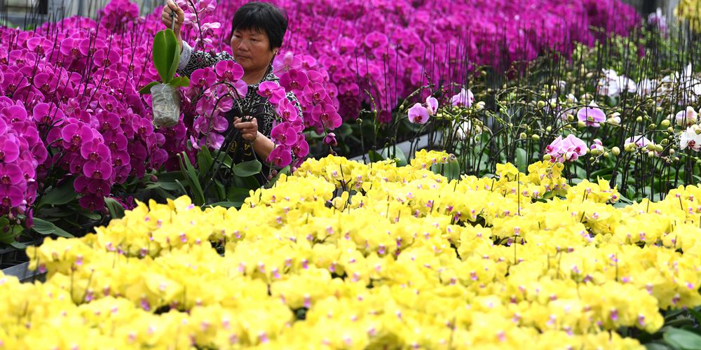 "Цветочная экономика" спасает от бедности уезд Фэйси в Аньхое