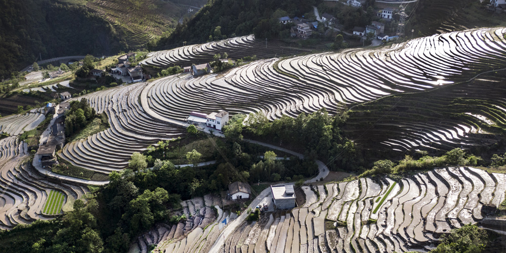 Высадка рисовой рассады в провинции Шэньси
