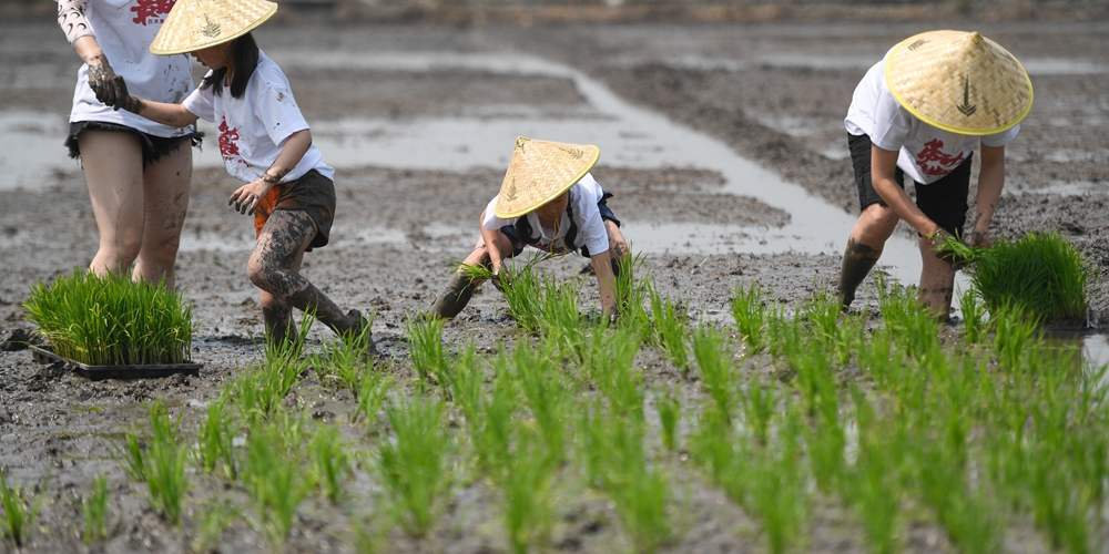 Работа на рисовом поле вместе с родителями
