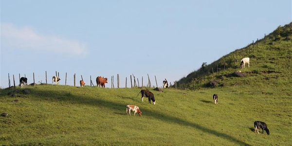Высокогорное коровье пастбище в китайской провинции Хунань
