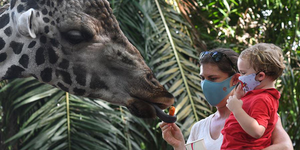 Зоопарк в Сингапуре вновь открылся для посетителей