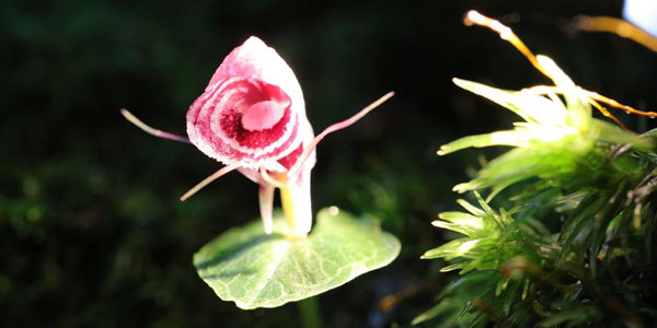 Редчайшие дикие орхидеи обнаружены в провинции Юньнань