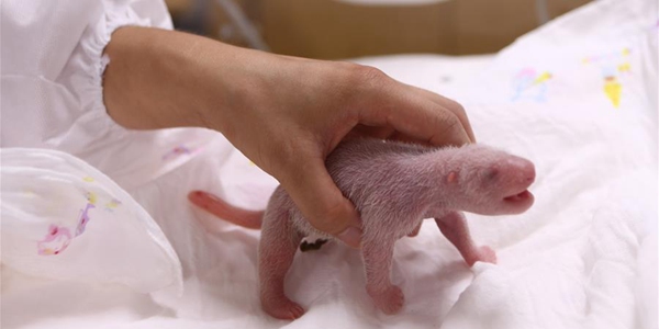 В РК родился первый детеныш большой панды