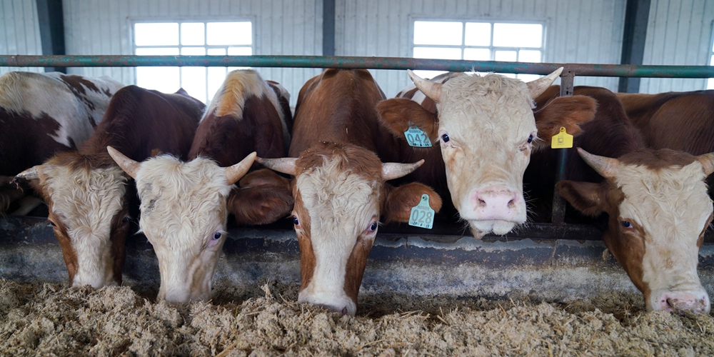 Мясное скотоводство обеспечило рост доходов бедных семей в Дуннине