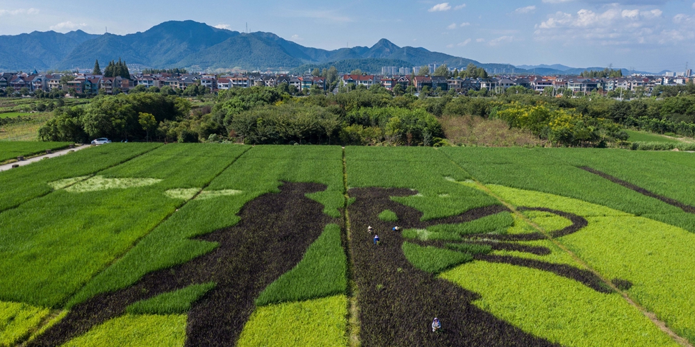 "Художественные рисовые поля" в деревне Хунци