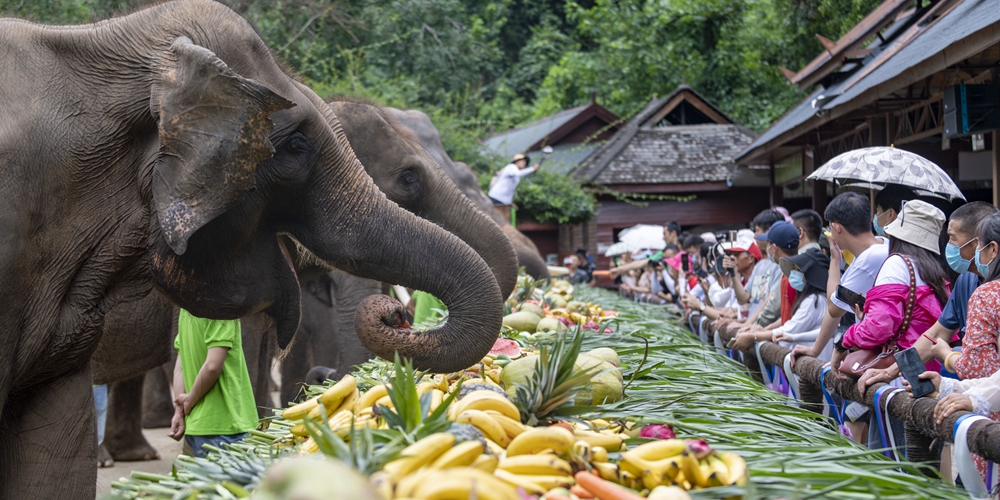 Праздничный банкет для азиатских слонов в Сишуанбаньна