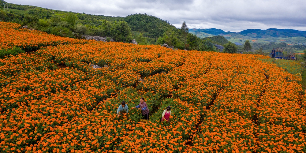 Сезон цветения бархатцев в Цюбэе