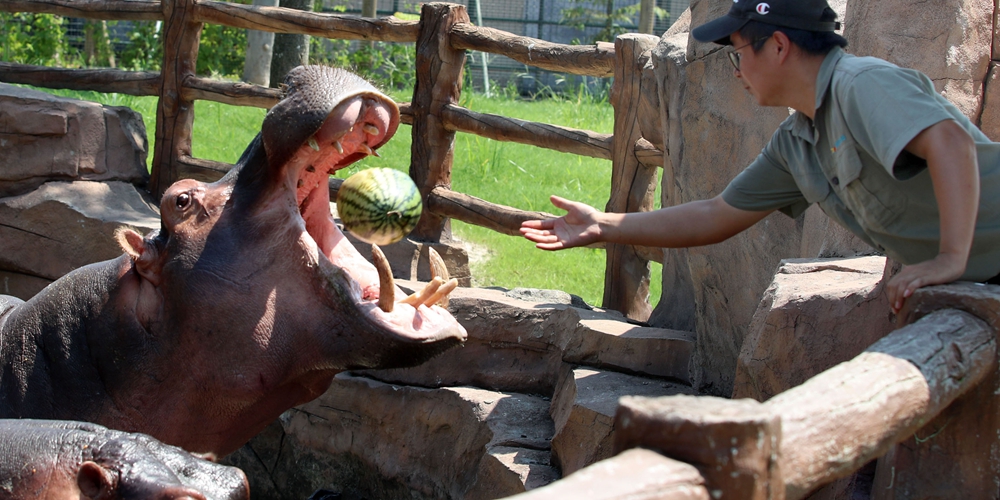 Обитатели зоопарка в Наньтуне со вкусом спасаются от жары