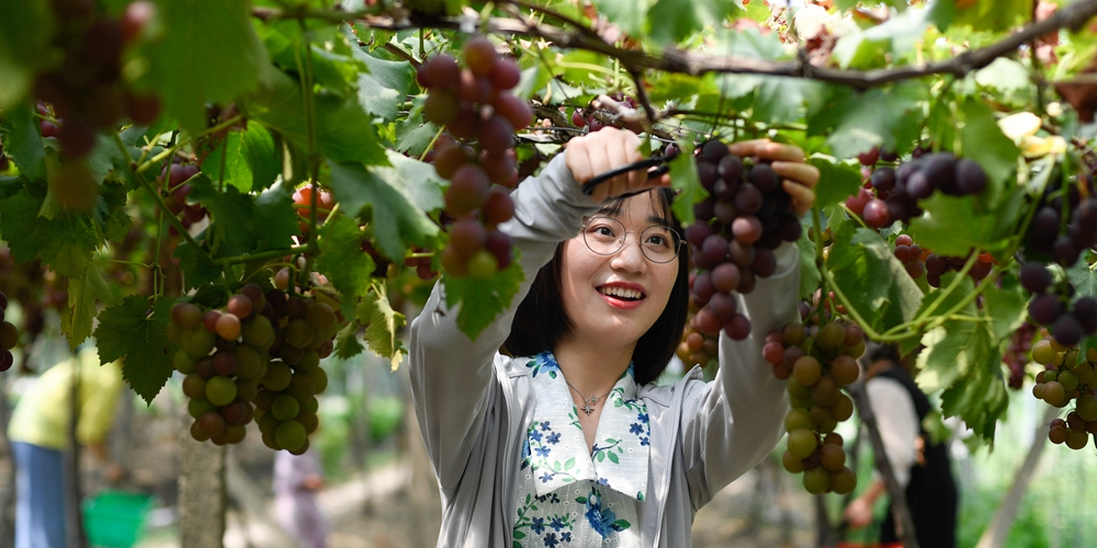 Богатый урожай винограда зовет туристов в гости в Хучжоу