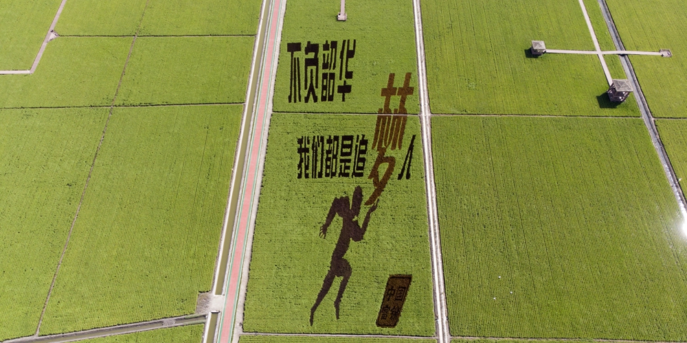 Картины на рисовых полях в городе Фуцзинь на северо-востоке Китая