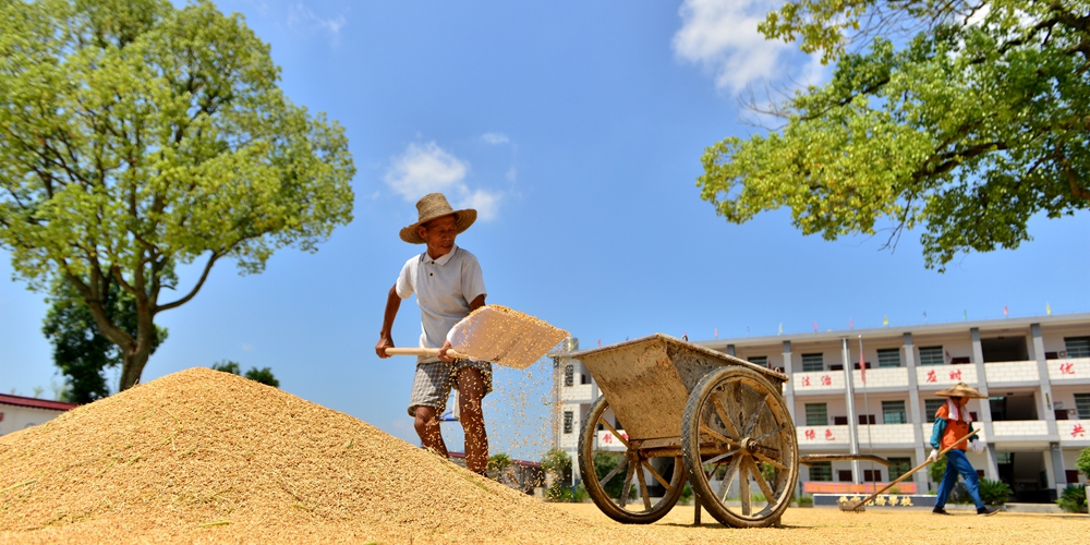 Уборка урожая риса в уезде Шуанфэн провинции Хунань