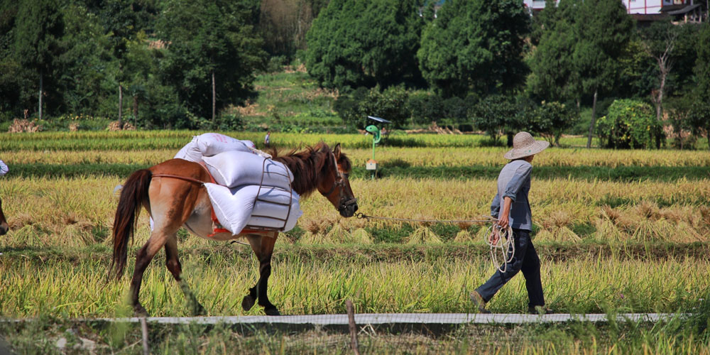В провинции Гуйчжоу продолжается уборка риса