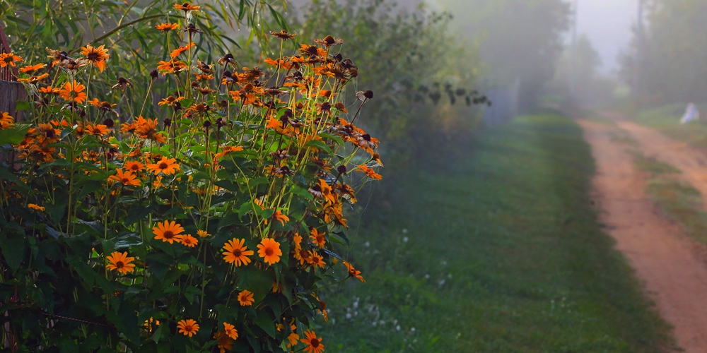 Туманное утро в Беларуси на исходе лета