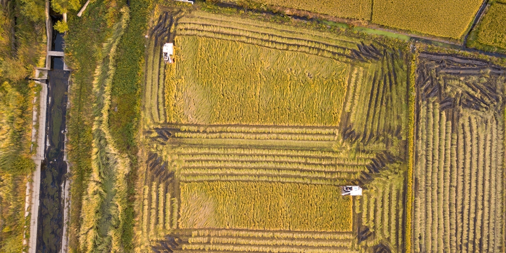 Осенний урожай риса в Цзилине
