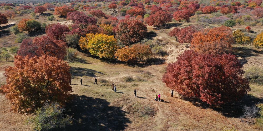 Осень в кленовом лесопарке Удан-Тала