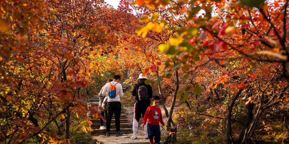 Живописная зона "Пофэнлин" в Пекине привлекает туристов красными листьями
