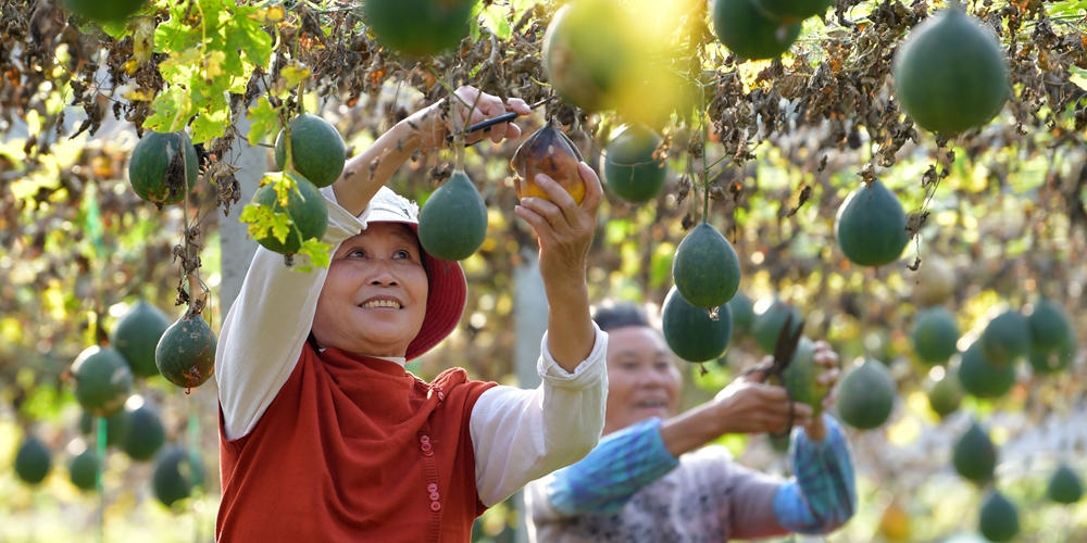 Выращивание трихозанта приносит дополнительный доход фермерам из Фучжоу