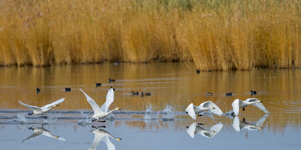 Лебеди на осеннем озере Улан-Сухай