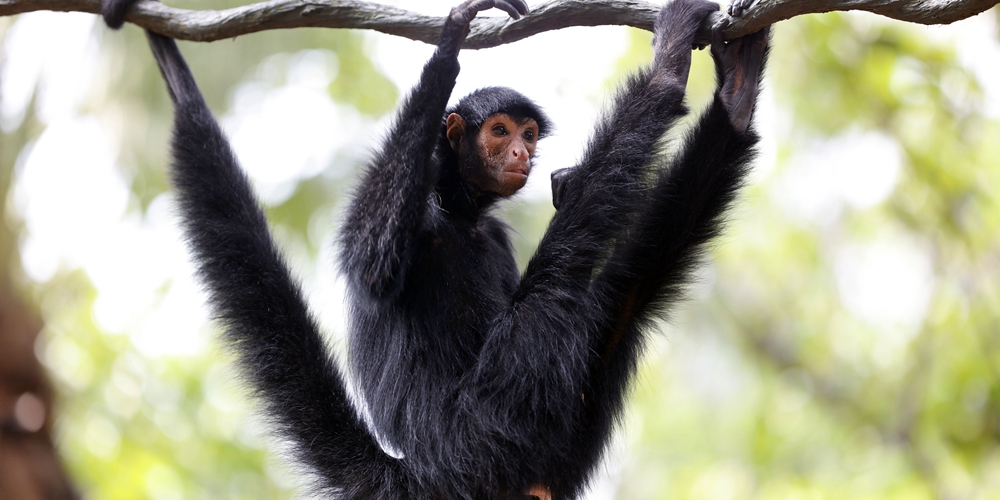 "Месяц научно-популярных знаний" в гуанчжоуском зоопарке посвящен приматам