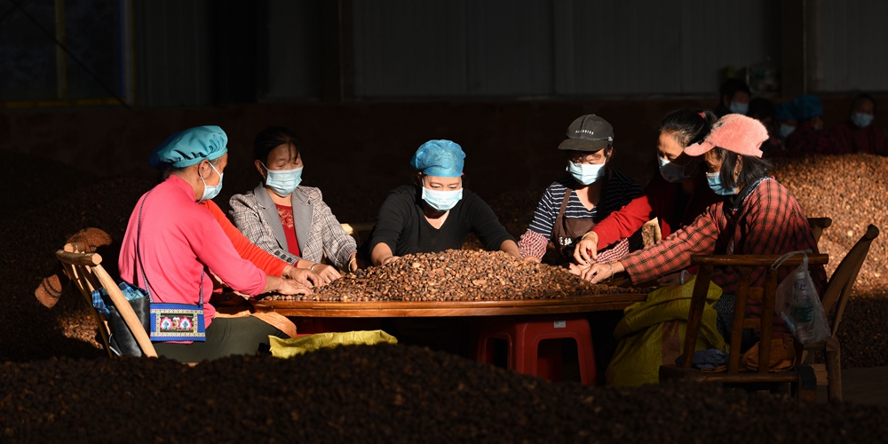 Сбор масличной камелии приносит дополнительный доход фермерам из Гуйчжоу
