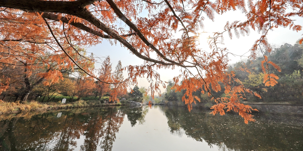 Багряная осень в Пекинском ботаническом саду