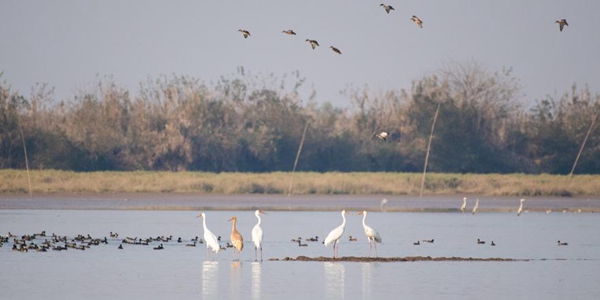 Тысячи перелетных птиц обосновались на западных берегах озера Дунтинху