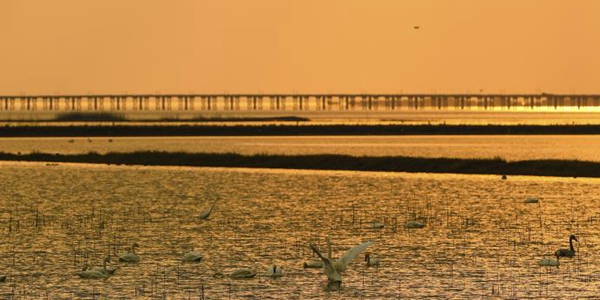 Лебеди на озере Шицзюху в Нанкине