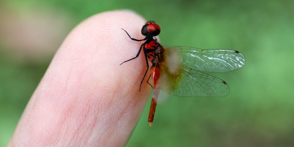 В провинции Сычуань обнаружили самую маленькую в мире стрекозу