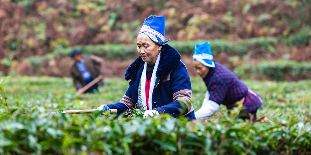 Законодатели провинции Гуйчжоу запретили использовать на чайных плантациях химические гербициды