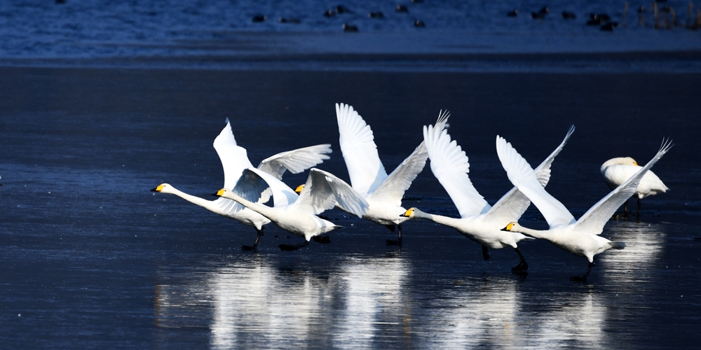 Грациозные танцы лебедей на водохранилище Хуайжоу