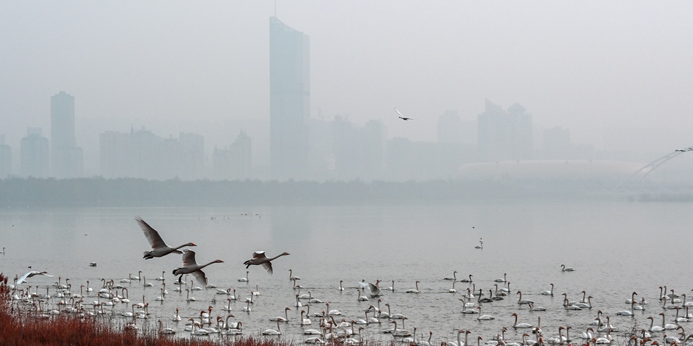 Стаи белых лебедей прибывают на зимовку на водно-болотные угодья в провинции Хэнань