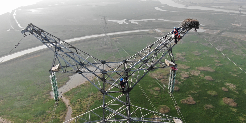 Электрики уезда Цзиньсянь обеспечили безопасность аистов, построивших гнездо на опоре ЛЭП