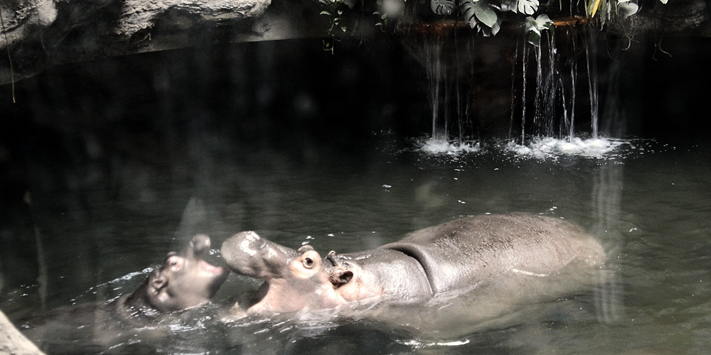 Пекинский зоопарк помогает теплолюбивым обитателям перезимовать с комфортом