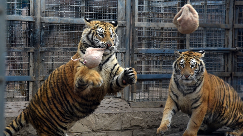 Обитателей зоопарка Цзинаня поздравили с праздником Фонарей