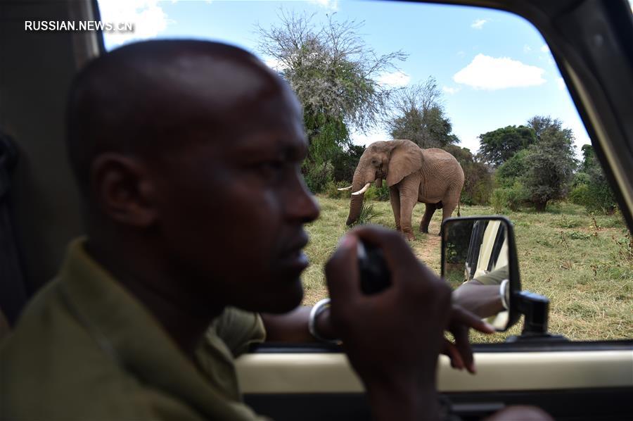 Из-за браконьерства резко сократилась популяция африканских слонов