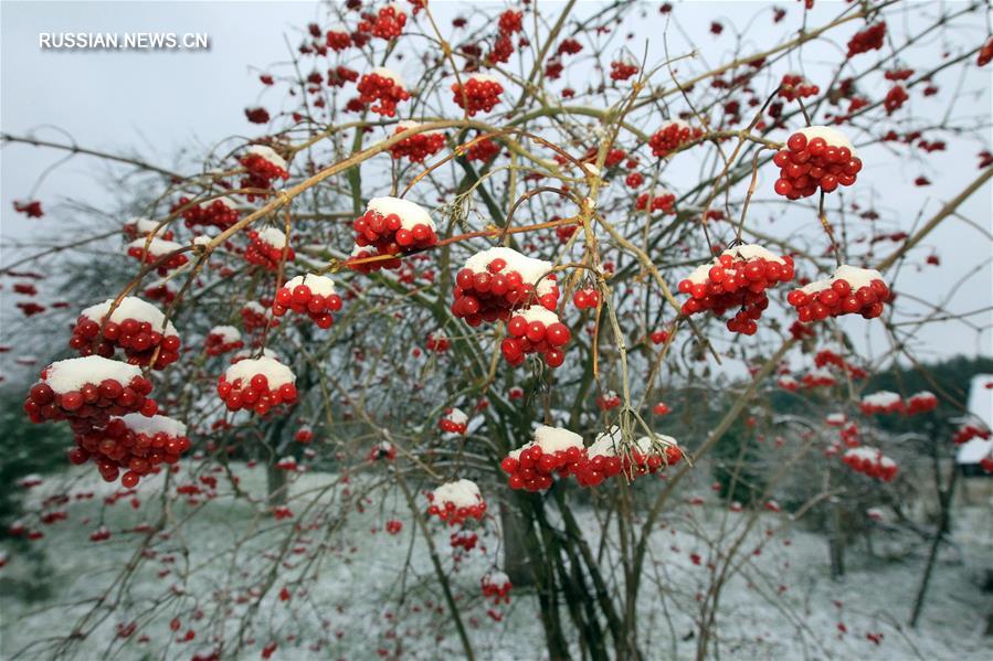 Первый снег в Беларуси